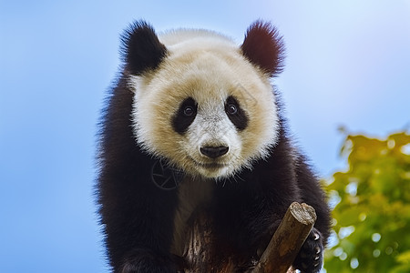 树上巨熊猫动物群荒野熊猫哺乳动物动物野生动物濒危图片