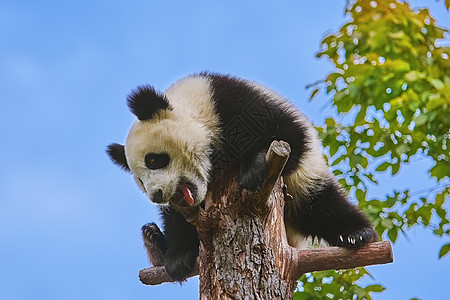树上巨熊猫荒野野生动物动物群濒危哺乳动物动物熊猫图片