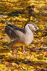 Swan Goose 安纳塞尔 塞格诺伊德斯鸟类水禽动物黄叶羽毛阶段大鹅雁雁季节观鸟图片