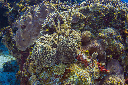 珊瑚礁和鱼类野生动物动物群海洋生物情调浮潜浅滩多样性青色海洋生物图片