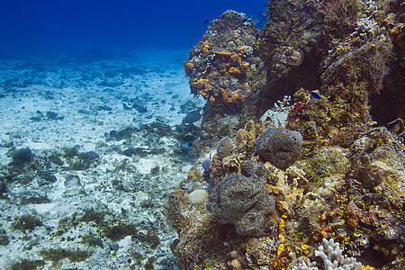 珊瑚礁和逃离海龟图片