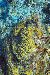 珊瑚入侵海绵生活海洋野生动物复视动物动物群热带地面生物图片