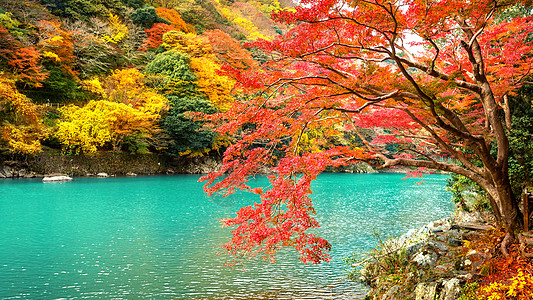在日本京都沿河的秋季亚林山女孩植物季节地标吸引力游客和服女士文化旅游图片