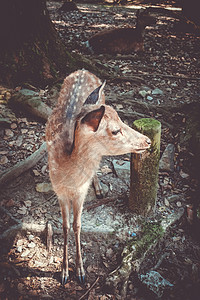 日本Nara公园森林的Sika fawn鹿木头新生地标苔藓寺庙新生儿神道公园动物佛教徒图片