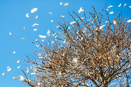 昆士兰西部秋树上涌现出迁徙的Caper白蝴蝶图片