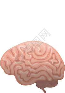 人类大脑图标 平板样式 内部器官象征侧视图 在白色背景中隔离 矢量插图图片