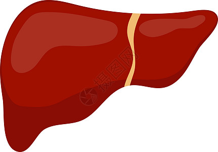肝脏图标 扁平风格人体设计元素的内部器官 标志 解剖学 医学概念 卫生保健 孤立在白色背景上 矢量图图片