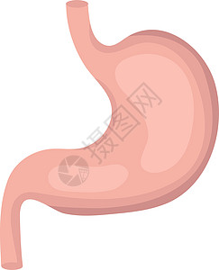 胃 iconflat 样式 人体设计元素标志的内部器官 解剖学医学概念 消化 消化系统 卫生保健 孤立在白色背景上 矢量说明图片