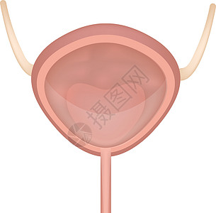 膀胱图标 扁平风格人体设计元素的内部器官 标志 解剖学 医学概念 卫生保健 孤立在白色背景上 矢量图图片