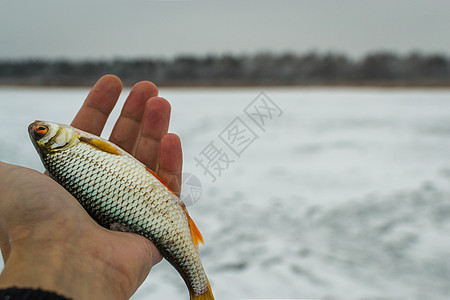 新鲜原生鱼海鲜美食海岸生产盘子篮子食物蓝色钓鱼营养图片