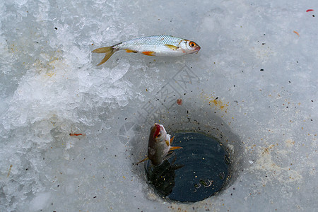 冬季运动冰钓男人钻头蓝色冰勺钢包栖息渔夫娱乐淡水爱好图片