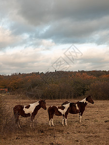 野外美丽的棕色马 秋天的天气匹马树木国家小马场地哺乳动物奶牛天空马术荒野森林图片