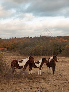野外美丽的棕色马 秋天的天气匹马家畜树木小马天空场地农场哺乳动物马匹农村草地图片