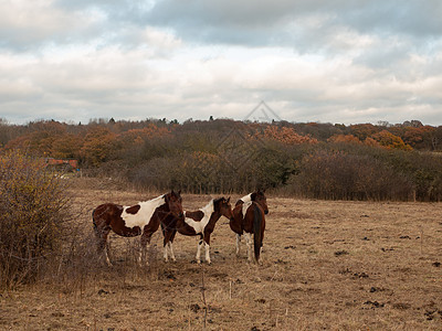 野外美丽的棕色马 秋天的天气匹马国家牧场动物奶牛森林农村场地树木天空荒野图片