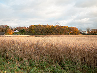 美丽美丽的乡村的金仙草 空空空间计划秋天干草金子湿地生长杂草国家支撑植物群甘蔗晴天图片