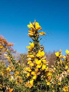美丽的黄黄色花岗花草 春秋树背地灌木荒野扫帚衬套季节枝条植物金雀花荒地植物群图片