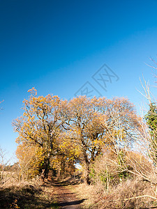 秋天大树 光露的树枝叶 留下黄色橙色蓝色天空木头晴天植物树叶草本植物森林场景公园场地树木图片