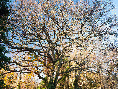赤橡树枝 没有人会秋天 人们很多树枝都是棕色的 没有叶子橡木天气场地植物季节森林晴天天空木头孤独图片