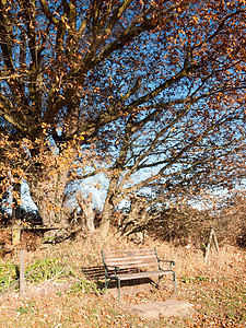 空的木制公园 秋树 没有人花园座位放松树叶森林阳光小路孤独橙子叶子图片