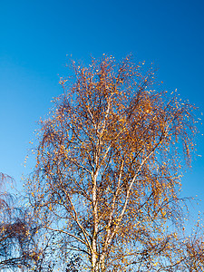 秋天红叶树枝光露天空 蓝色背景图片