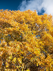 秋天的花美丽紧紧的黄色秋天叶树背景树灌木树叶风景季节场景植物木头金子金雀花橙子背景