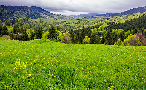 林中山坡上的草地环境小丘丘陵灌木丛植物地毯森林山脊风景爬坡道背景图片