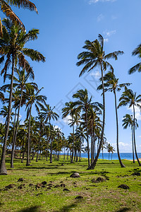 东岛Anakena海滩棕榈树棕榈天堂地标照片旅行情调异国海岸摩艾热带图片