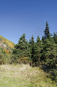 山地景观 在可观秋秋林和角斗林中树种不同森林针叶公园天空闲暇叶子季节旅游远足晴天图片