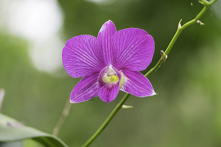 兰花粉色宏观植物花朵热带花瓣植物群图片