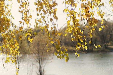 秋季树上的多彩叶底部视图 G木头森林天空环境树叶树木叶子金子晴天植物图片