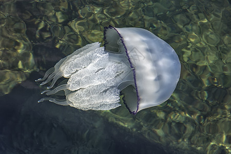 美丽的水母浮潜明胶海洋荒野海蜇水族馆野生动物旅行生物月亮图片