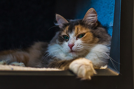 电视里的猫伴侣头发毛皮灰色控制食肉动物宠物猫咪工作室图片