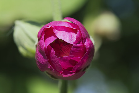 粉红玫瑰芽对蓝天香味粉色紫色红色叶子花瓣植物脆弱性宏观绿色图片