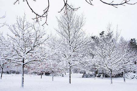 美丽的白雪覆盖绿地公园哈伯恩绿地仙境空间公共公园低温闲暇积雪寒冷零度树木图片