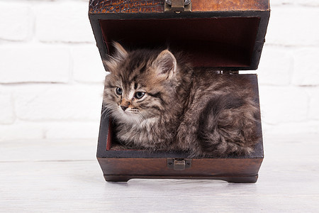 胸口的小毛小猫宠物猫咪哺乳动物微笑孩子动物工作室盒子灰色毛皮图片