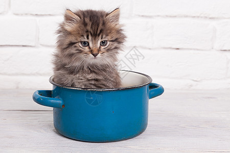 在锅里的小毛小猫蓝色厨房哺乳动物工作室宠物白色动物毛皮灰色猫咪图片