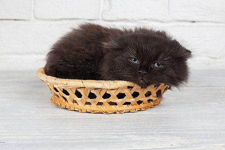 篮子里的小黑毛小猫孩子黑色婴儿微笑猫咪白色工作室毛皮动物哺乳动物图片