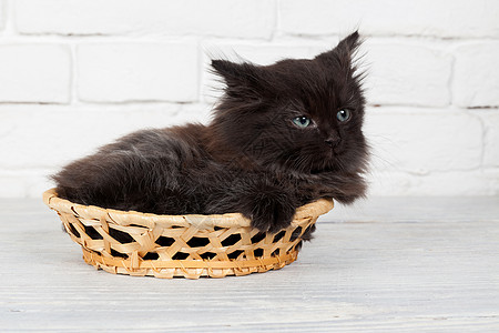 篮子里的小黑毛小猫工作室毛皮动物孩子猫咪婴儿哺乳动物白色微笑黑色图片