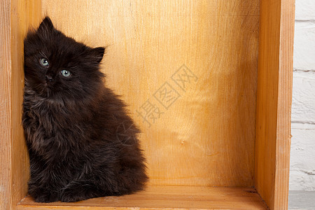 年轻的黑毛小猫盒子黑色工作室哺乳动物动物木头猫咪毛皮微笑三角形图片