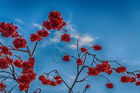 背景天空的红莓 冬天图片