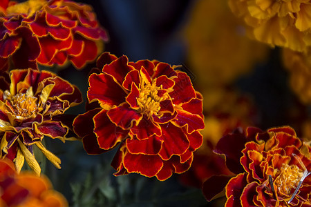 红婚花花瓣草本植物植物群植被花园植物学橙子红色图片