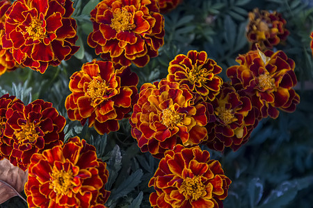 红婚花红色植物群花园植物学橙子植物花瓣草本植被图片