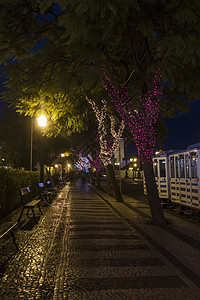 圣诞树包着灯光旅行路灯街道公园紫色照明季节鹅卵石黄色旅游图片