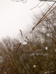 寒冬外棕色光枝上挂着冰雪植物墙纸雪花水晶宏观美丽枝条森林天气季节图片