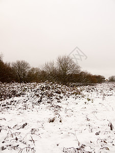 寒冬白天树冬季白天空树公园降雪美丽季节暴风雪风景场地场景草地寒冷图片