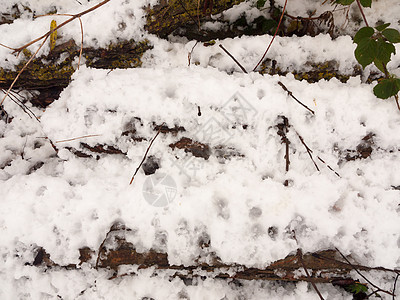 白雪覆盖的森林地板木桩国家冬季十二月图片