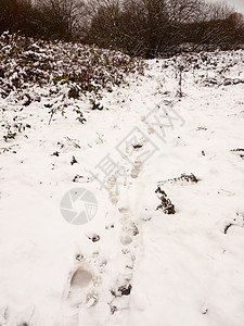 冬季田野树木下雪后脚足足迹图片