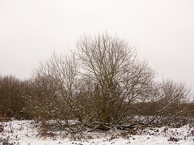 寒冬风景 雪外的自然地貌景观公园场景季节美丽天空寒冷降雪木头地平线天气图片