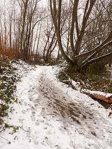 积雪覆盖的肮脏森林路径地板人行道外部纹理场景脚步季节天空公园踪迹树木地面寒冷远足图片