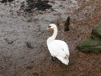 紧贴近距离的肖像 白色哑巴天鹅从海岸后面湿沙鸟类动物翅膀池塘荒野生活羽毛游泳反射野生动物图片
